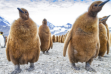 King penguins (Aptenodytes patagonicus) in downy plumage (often called 'okum boys') on South Georgia Island.