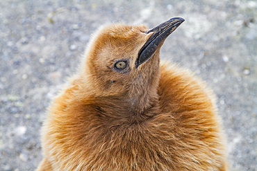 King penguin (Aptenodytes patagonicus) in downy plumage (often called 'okum boys') on South Georgia Island.