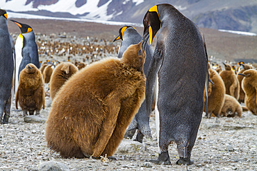 Adult king penguin (Aptenodytes patagonicus) in the act of feeding chick on South Georgia Island, Southern Ocean, Polar Regions