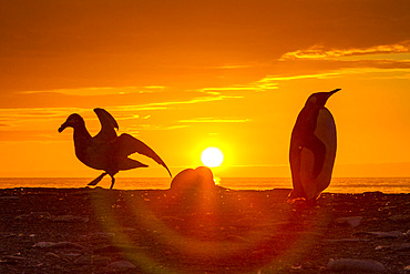 King penguin (Aptenodytes patagonicus) at sunrise on South Georgia Island, Southern Ocean.