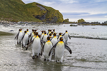 King penguin (Aptenodytes patagonicus) breeding and nesting colony on South Georgia Island, Southern Ocean, Polar Regions