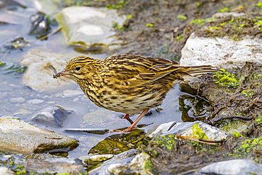 Adult South Georgia pipit (Anthus antarcticus) feeding at low tide on Prion Island, Bay of Isles, South Georgia.