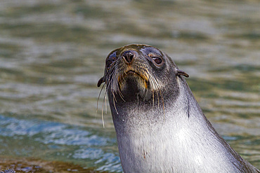 Antarctic fur seal pup (Arctocephalus gazella) on South Georgia, Southern Ocean.