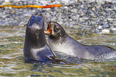 Antarctic fur seal pups (Arctocephalus gazella) mock-fighting on South Georgia, Southern Ocean.