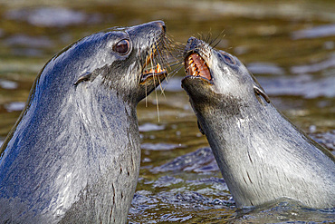 Antarctic fur seal pups (Arctocephalus gazella) mock-fighting on South Georgia, Southern Ocean.