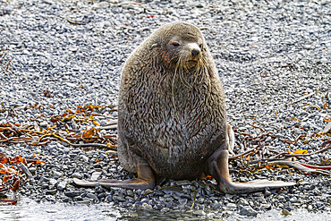 Antarctic fur seal bull (Arctocephalus gazella) on South Georgia, Southern Ocean, Polar Regions