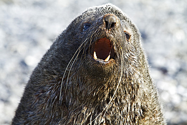 Antarctic fur seal bull (Arctocephalus gazella) on South Georgia, Southern Ocean.