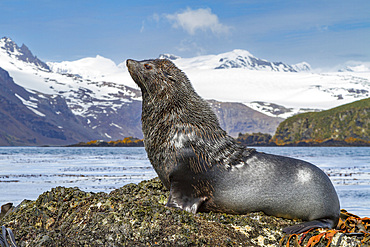 Antarctic fur seal bull (Arctocephalus gazella) on South Georgia, Southern Ocean, Polar Regions