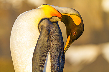 King penguin (Aptenodytes patagonicus) breeding and nesting colony on South Georgia Island, Southern Ocean. MORE INFO The king penguin is the second largest species of penguin at about 90 cm (3 ft) tall and weighing 11 to 16 kg (24 to 35 lb), second only