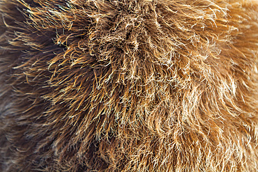 Close up of king penguin's (Aptenodytes patagonicus) downy plumage (okum boy) on South Georgia Island, Southern Ocean, Polar Regions