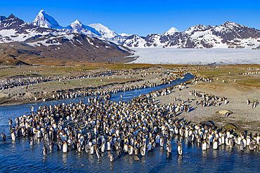 King penguin (Aptenodytes patagonicus) breeding and nesting colony on South Georgia Island, Southern Ocean. MORE INFO The king penguin is the second largest species of penguin at about 90 cm (3 ft) tall and weighing 11 to 16 kg (24 to 35 lb), second only