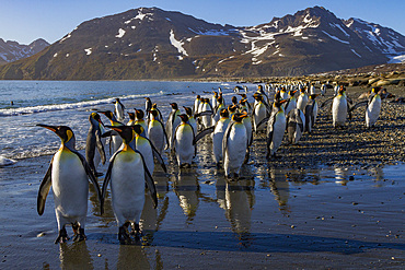 King penguin (Aptenodytes patagonicus) breeding and nesting colony on South Georgia Island, Southern Ocean. MORE INFO The king penguin is the second largest species of penguin at about 90 cm (3 ft) tall and weighing 11 to 16 kg (24 to 35 lb), second only