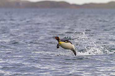 King penguin (Aptenodytes patagonicus) breeding and nesting colony on South Georgia Island, Southern Ocean. MORE INFO The king penguin is the second largest species of penguin at about 90 cm (3 ft) tall and weighing 11 to 16 kg (24 to 35 lb), second only