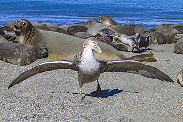 Northern giant petrels (Macronectes halli) fighting over the scavenging rights to a dead elephant seal pup at Royal Harbor.