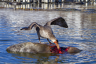 Northern giant petrel (Macronectes halli) scavenging and feeding on a dead fur seal pup at St. Andrews Bay, South Georgia