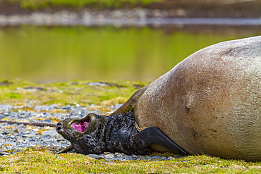 Pregnant female southern elephant seal (Mirounga leonina) giving birth on the beach in Stromness Bay, South Georgia Island.