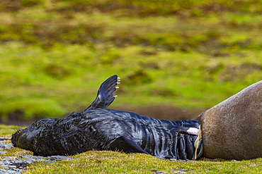 Pregnant female southern elephant seal (Mirounga leonina) giving birth on the beach in Stromness Bay, South Georgia Island.