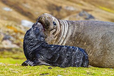 Female southern elephant seal (Mirounga leonina) with newborn pup on the beach in Stromness Bay, South Georgia Island