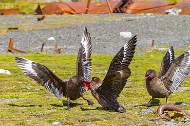 Skuas (Catharacta antarctica) fight for the afterbirth of a southern elephant seal, South Georgia