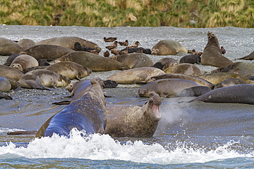 Adult bull southern elephant seals (Mirounga leonina) fighting for breeding grounds on South Georgia Island in the Southern Ocean. MORE INFO The southern elephant seal is not only the most massive pinniped but also the largest member of the order Carnivor