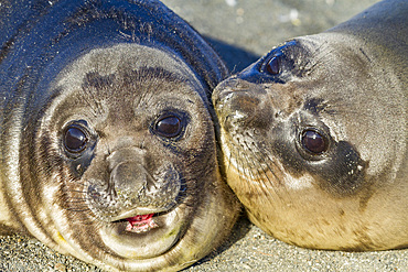 Southern elephant seal (Mirounga leonina) pup (often called 'weaners' once their mothers stop nursing them) on South Georgia Island in the Southern Ocean. MORE INFO The southern elephant seal is not only the most massive pinniped but also the largest memb