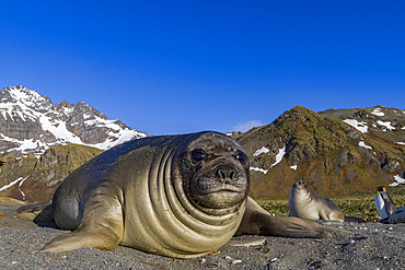 Southern elephant seal (Mirounga leonina) pup, called weaners once their mothers stop nursing them, South Georgia Island, Southern Ocean