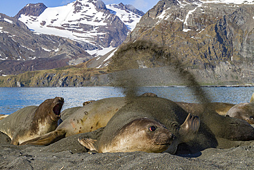 Adult female southern elephant seal (Mirounga leonina) flipping sand onto its back to cool off on South Georgia Island, Southern Ocean