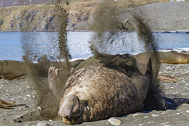 Adult bull southern elephant seal (Mirounga leonina) flipping sand onto its back to cool off on South Georgia Island in the Southern Ocean. MORE INFO The southern elephant seal is not only the most massive pinniped but also the largest member of the order