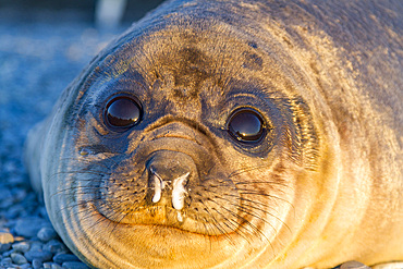 Southern elephant seal (Mirounga leonina) pup (often called 'weaners' once their mothers stop nursing them) on South Georgia Island in the Southern Ocean. MORE INFO The southern elephant seal is not only the most massive pinniped but also the largest memb