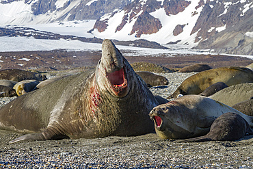 Southern elephant seal (Mirounga leonina) mating behavior on South Georgia Island, Southern Ocean