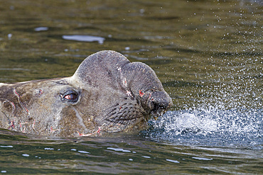 Bull southern elephant seal (Mirounga leonina) on South Georgia Island, Southern Ocean