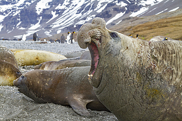 Bull southern elephant seal (Mirounga leonina) on South Georgia Island in the Southern Ocean. MORE INFO The southern elephant seal is not only the most massive pinniped but also the largest member of the order Carnivora to ever live. The world's populatio