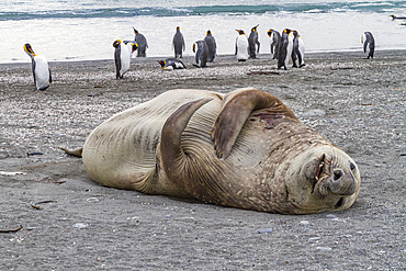 Bull southern elephant seal (Mirounga leonina) on South Georgia Island in the Southern Ocean. MORE INFO The southern elephant seal is not only the most massive pinniped but also the largest member of the order Carnivora to ever live. The world's populatio