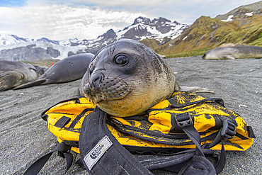 Southern elephant seal (Mirounga leonina) pup, called weaners once their mothers stop nursing, South Georgia Island, Southern Ocean