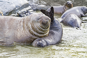 Young adult bull southern elephant seal (Mirounga leonina) holding a young pup's head underwater (seemingly trying to kill it- the pup survived) on South Georgia Island in the Southern Ocean. MORE INFO The southern elephant seal is not only the most massi