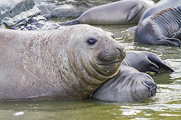 Young adult bull southern elephant seal (Mirounga leonina) holding a young pup's head underwater (seemingly trying to kill it- the pup survived) on South Georgia Island in the Southern Ocean. MORE INFO The southern elephant seal is not only the most massi