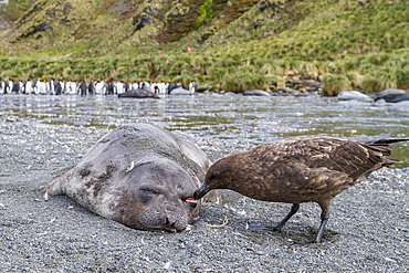 Dead southern elephant seal (Mirounga leonina) pup being eaten by an Antarctic skua on South Georgia Island, Southern Ocean