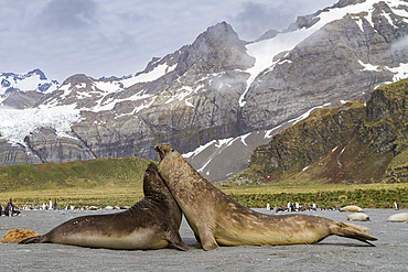 Adult bull southern elephant seals (Mirounga leonina) fighting for breeding grounds on South Georgia Island, Southern Ocean