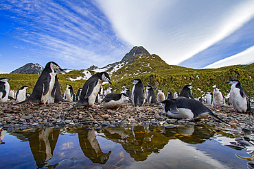 Chinstrap penguin (Pygoscelis antarctica) breeding colony at Cooper Bay, South Georgia