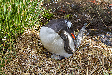 Adult gentoo penguin (Pygoscelis papua) with minutes-old newly hatched chick at Gold Harbor on South Georgia.