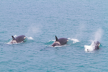 A small pod of killer whales (Orcinus orca) off the coast of South Georgia Island, Southern Ocean