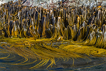 Very remote Shag Rocks, near South Georgia Island in the Scotia Sea, South Atlantic Ocean