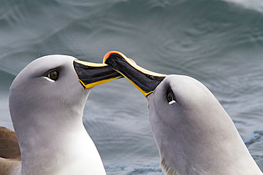 Adult Grey-headed Albatross (Thalassarche chrysostoma) courtship display at Elsehul, South Georgia.