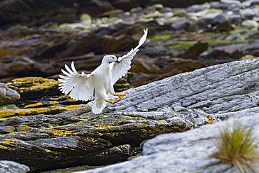 Adult male kelp goose (Chloephaga hybrida) in the Falkland Islands, South Atlantic Ocean.