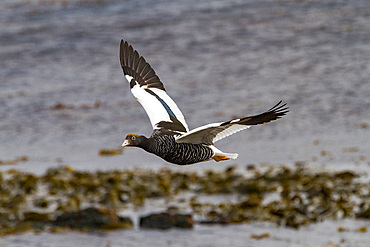 Adult female kelp goose (Chloephaga hybrida) in the Falkland Islands, South Atlantic Ocean.