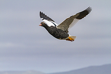 Adult female kelp goose (Chloephaga hybrida) in the Falkland Islands, South Atlantic Ocean.