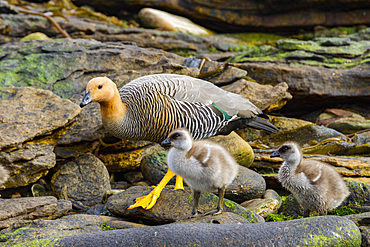 Adult female upland goose (Chloephaga picta) with goslings on Carcass Island in the Falkland Islands.