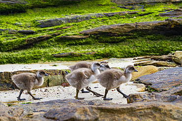 Upland goose (Chloephaga picta) goslings on Carcass Island in the Falkland Islands, South Atlantic Ocean.