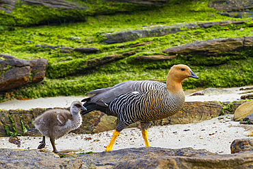 Adult female upland goose (Chloephaga picta) with goslings on Carcass Island in the Falkland Islands.