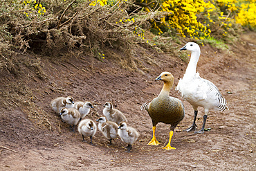 Adult upland goose pair (Chloephaga picta) with goslings on Carcass Island in the Falkland Islands.